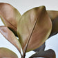 40" Faux Magnolia Leaf Branch