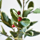 37" Faux Variegated Holly Branch