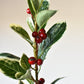 37" Faux Variegated Holly Branch