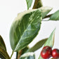 37" Faux Variegated Holly Branch