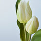 8" Faux Real Touch White Tulips in Bulb w/pick