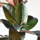 40" Faux Magnolia Leaf Branch
