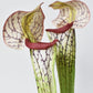 28" Faux Green/Burgundy Pitcher Plant Stem