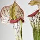 28" Faux Green/Burgundy Pitcher Plant Stem