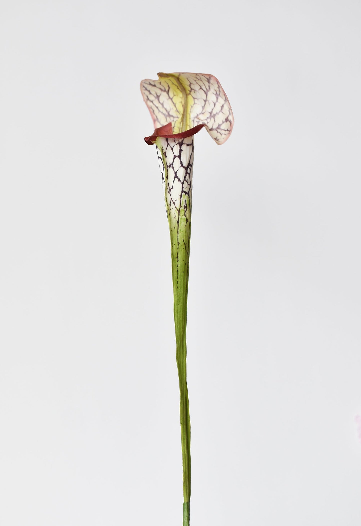 28" Faux Green/Burgundy Pitcher Plant Stem