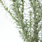 24" Faux Rosemary Bush