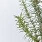 24" Faux Rosemary Bush