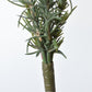 24" Faux Rosemary Bush