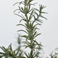 24" Faux Rosemary Bush