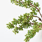 12" Faux Green Sedum Berry Stem