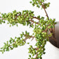 12" Faux Green Sedum Berry Stem
