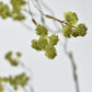 30" Faux Mini Fuzzy Blossom Branch