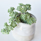 5" Faux Green Sedum Succulent Pick