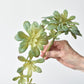 11.5" Faux Trailing Soft Aeonium Spray Stem