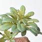 11.5" Faux Trailing Soft Aeonium Spray Stem
