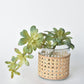 11.5" Faux Trailing Soft Aeonium Spray Stem
