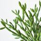 13" Faux Green Pencil Cactus Stem Succulent