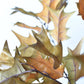 32" Faux Holly Leaf Stem Branch