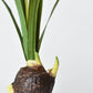 17.5" Faux Paperwhites w/ Bulb