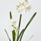 17.5" Faux Paperwhites w/ Bulb