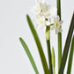 17.5" Faux Paperwhites w/ Bulb