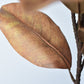 21" Faux Magnolia Leaf Stem : Tobacco