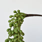 13" Faux String of Pearl Succulent Stem