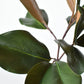 16.5" Faux Magnolia Leaf Stem