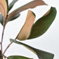 16.5" Faux Magnolia Leaf Stem