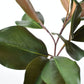 16.5" Faux Magnolia Leaf Stem