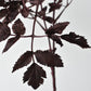31" Faux Cimicifunga Ramosa Stem: Plum