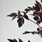 31" Faux Cimicifunga Ramosa Stem: Plum