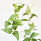40" Faux Green Clematis Vine Stem