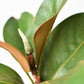 14" Faux Magnolia Leaf Stem