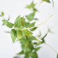 40" Faux Green Clematis Vine Stem
