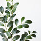 26" Faux Ruscus Leaf Stem