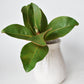 14" Faux Magnolia Leaf Stem