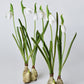 10" Faux Standing Snowdrop w/Bulb