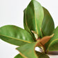 14" Faux Magnolia Leaf Stem