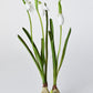 10" Faux Standing Snowdrop w/Bulb
