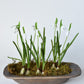 10" Faux Standing Snowdrop w/Bulb
