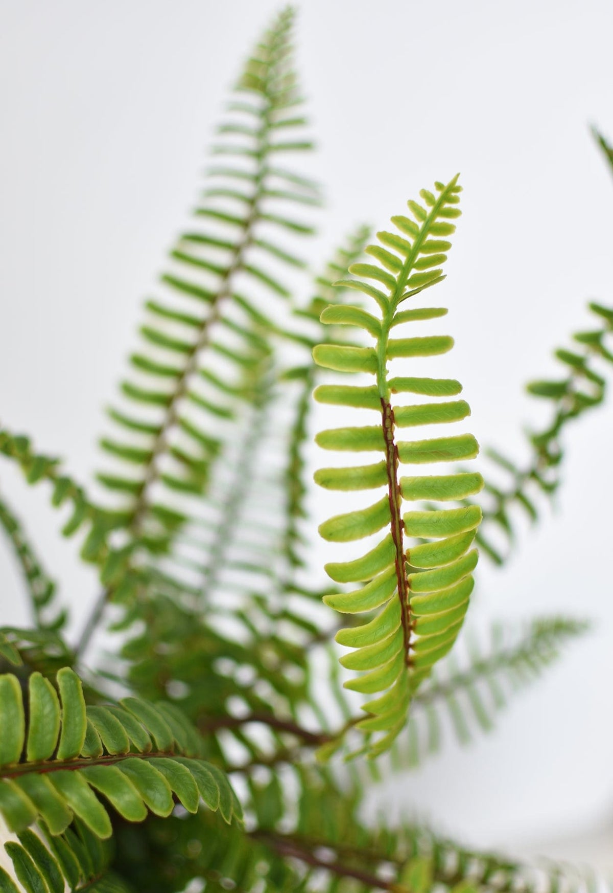 17" Faux Green Boston Fern Bush