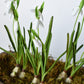 10" Faux Standing Snowdrop w/Bulb