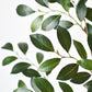 26" Faux Ruscus Leaf Stem