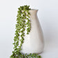 28" Faux String of Pearl Succulent Stem