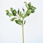 21.5" Faux Real Touch Variegated Green Pittosporum Spray Stem