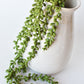 28" Faux String of Pearl Succulent Stem