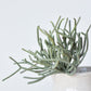8" Faux Soft Touch Green/Gray Pencil Cactus Pick