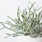 8" Faux Soft Touch Green/Gray Pencil Cactus Pick