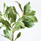 21.5" Faux Real Touch Variegated Green Pittosporum Spray Stem